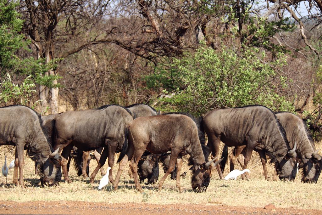 Ouklip Game Lodge Klipdrift Extérieur photo